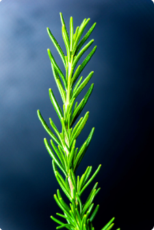 Bath Salt - Obsidian Rosemary Mint